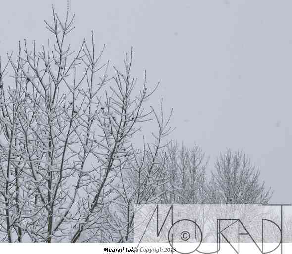 Snow2013_004.jpg