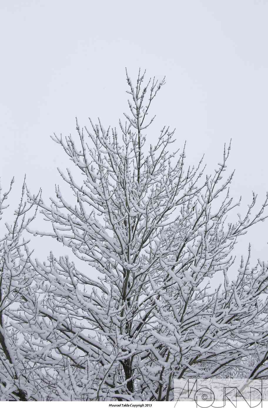 Snow2013_008.jpg