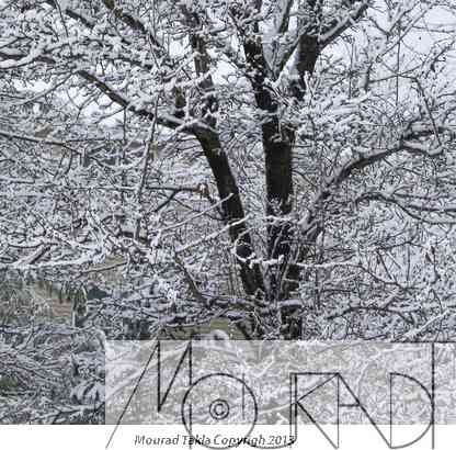 Snow2013_013.jpg
