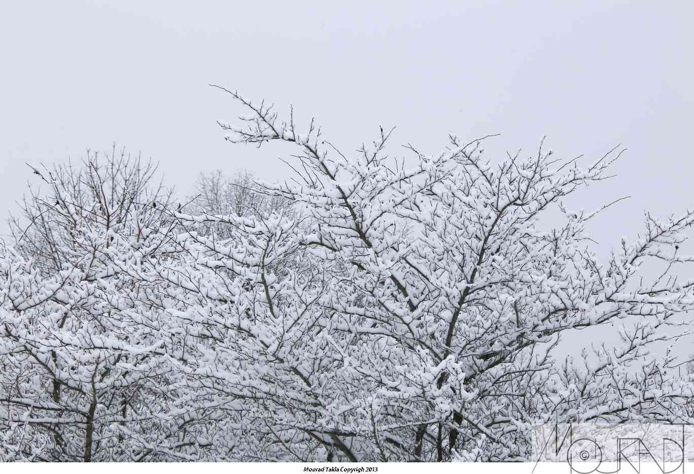 Snow2013_017.jpg