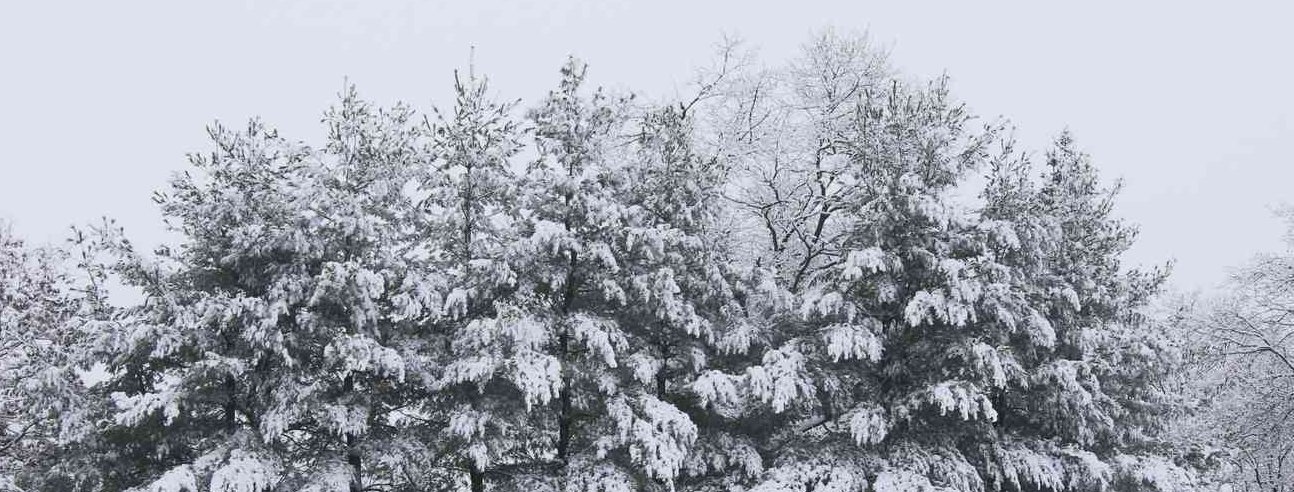 Snow2013_040_banneer.jpg